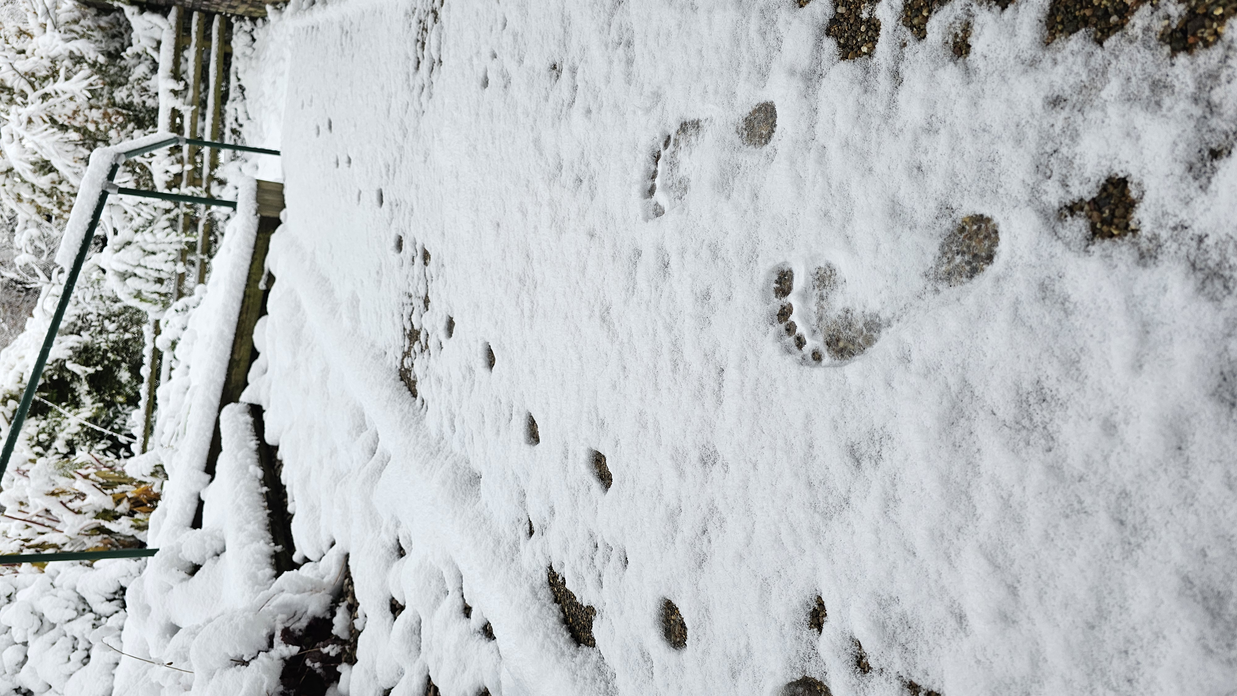 Traces in the snow